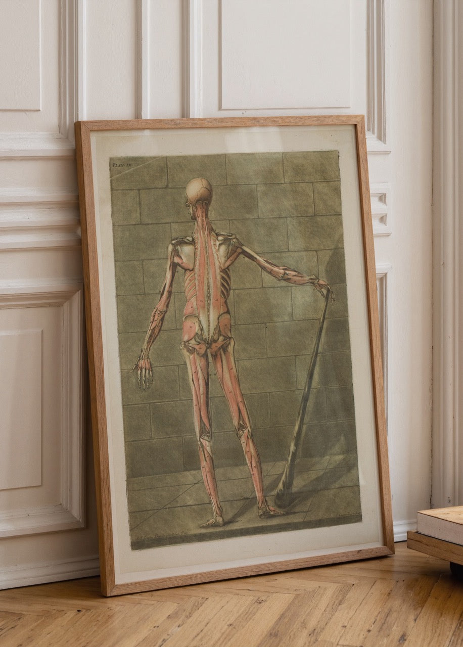 Vintage back muscle anatomy art print showcasing detailed illustrations.