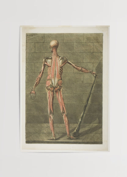 Vintage back muscle anatomy art print showcasing detailed illustrations.
