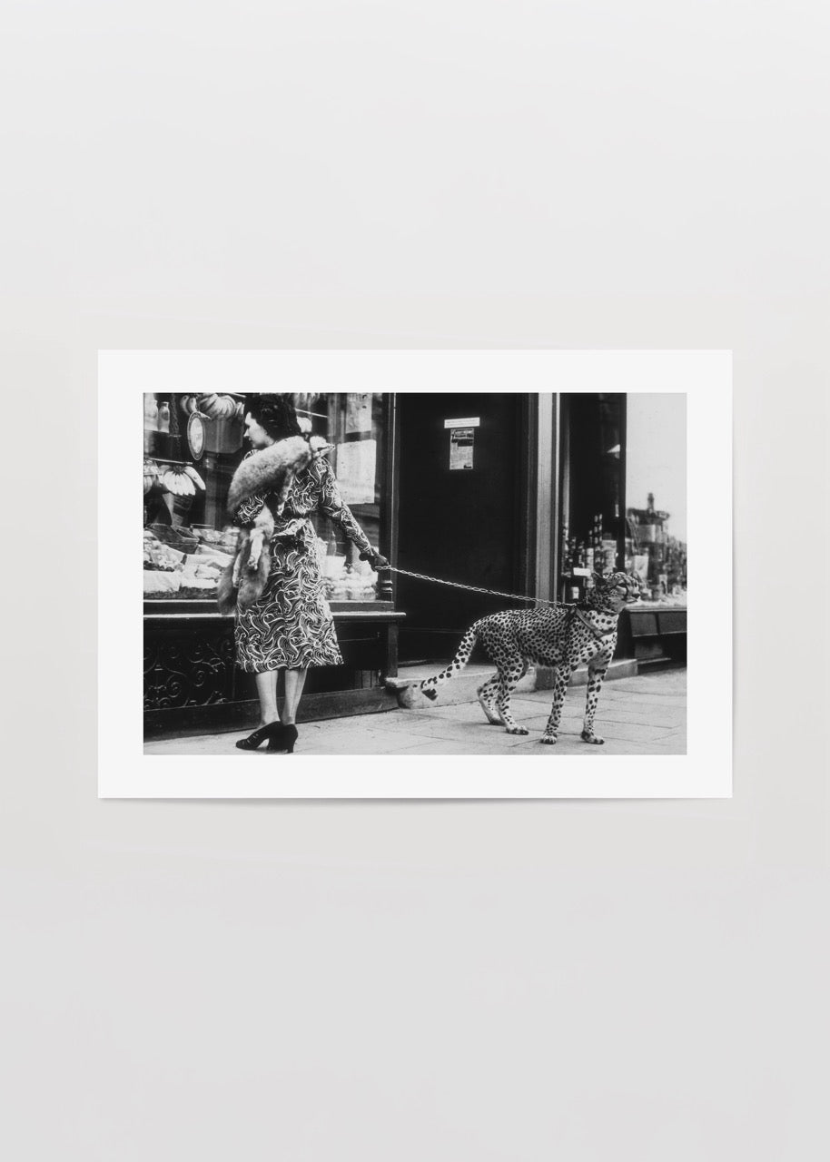 Vintage black and white fashion photograph of a woman walking a leopard.
