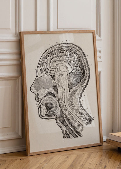 Vintage anatomical brain study wall art showcasing detailed brain cross-section.