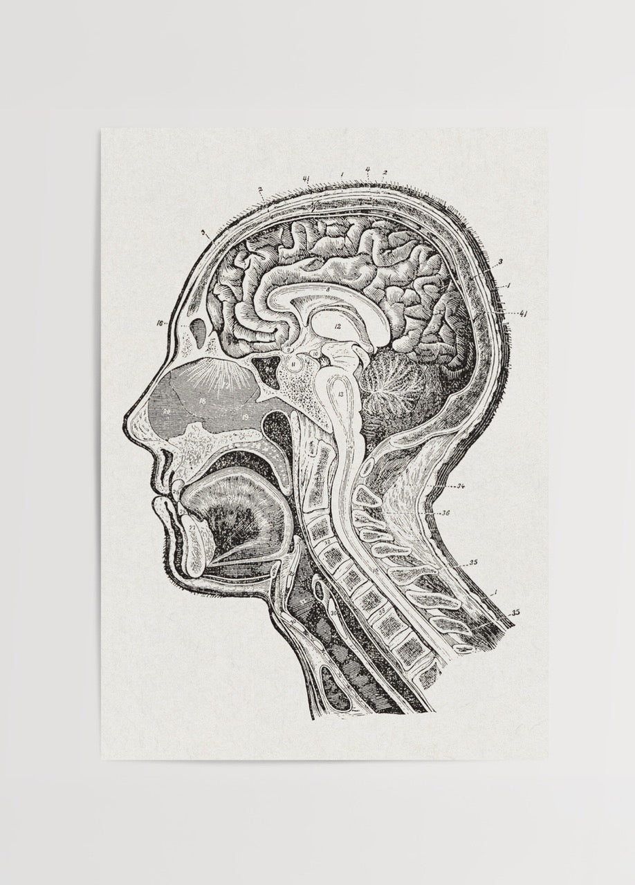 Vintage anatomical brain study wall art showcasing detailed brain cross-section.