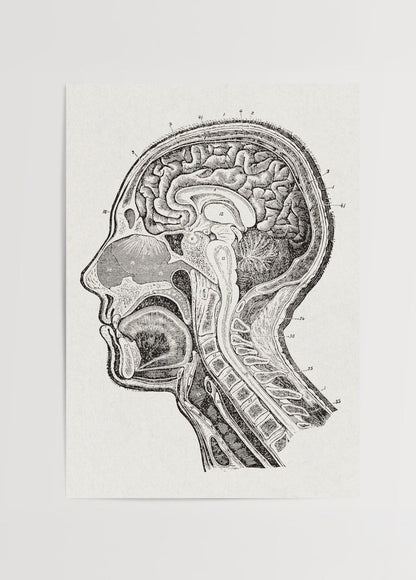 Vintage anatomical brain study wall art showcasing detailed brain cross-section.