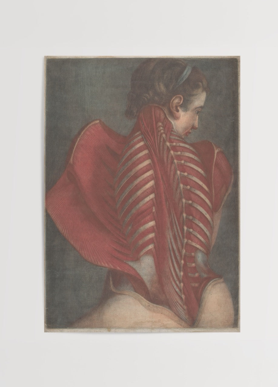 Vintage-inspired poster showcasing detailed back anatomy art.