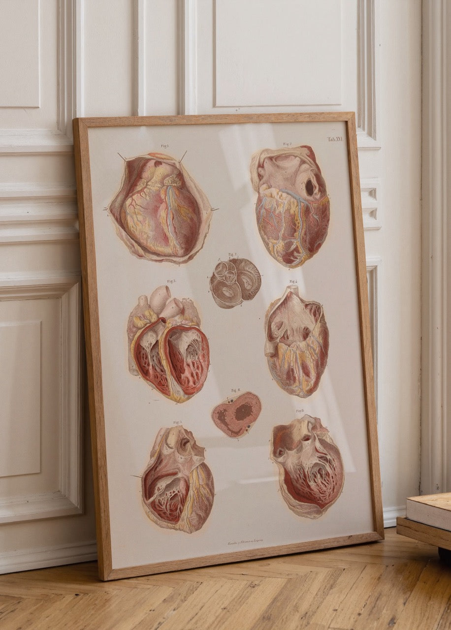 Vintage heart anatomy illustration showcasing detailed heart structures.