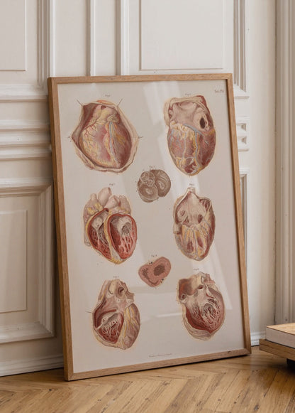 Vintage heart anatomy illustration showcasing detailed heart structures.