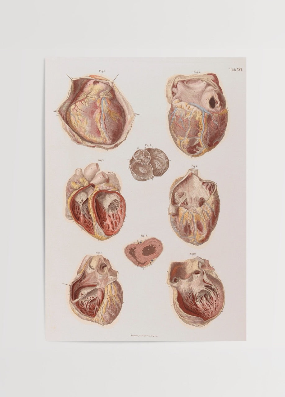 Vintage heart anatomy illustration showcasing detailed heart structures.