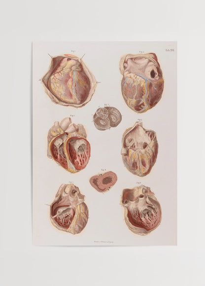 Vintage heart anatomy illustration showcasing detailed heart structures.