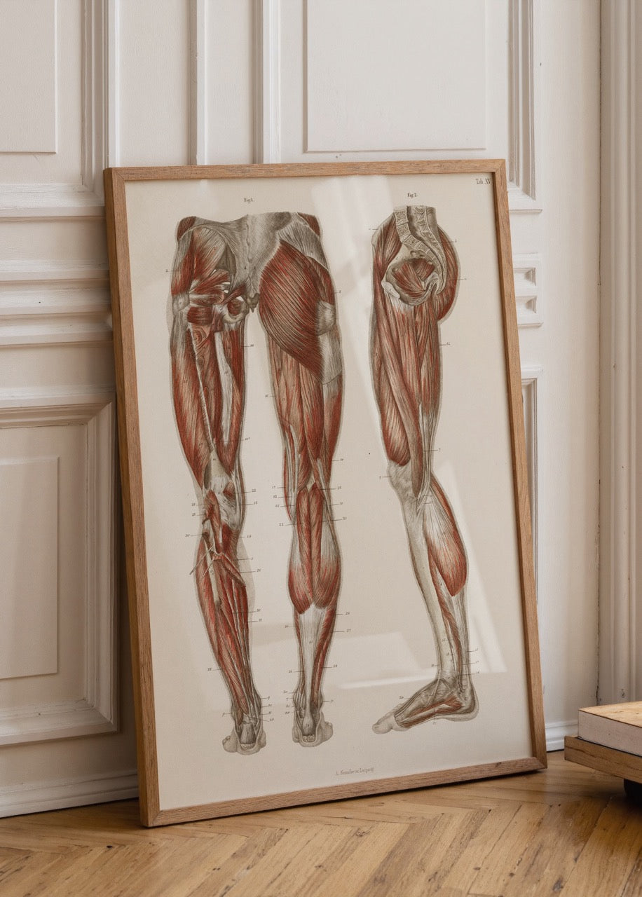 Vintage leg muscle anatomy poster showcasing detailed anatomical illustration.