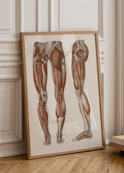 Vintage leg muscle anatomy poster showcasing detailed anatomical illustration.