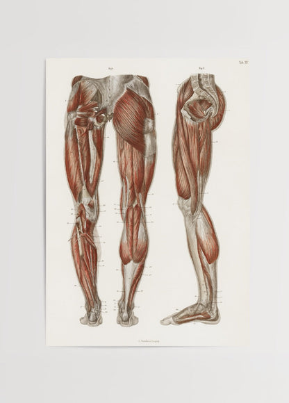 Vintage leg muscle anatomy poster showcasing detailed anatomical illustration.