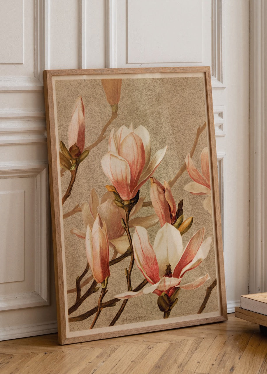 Botanical illustration of magnolia flowers in soft pinks and whites.