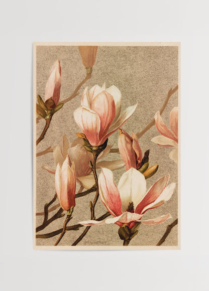 Botanical illustration of magnolia flowers in soft pinks and whites.