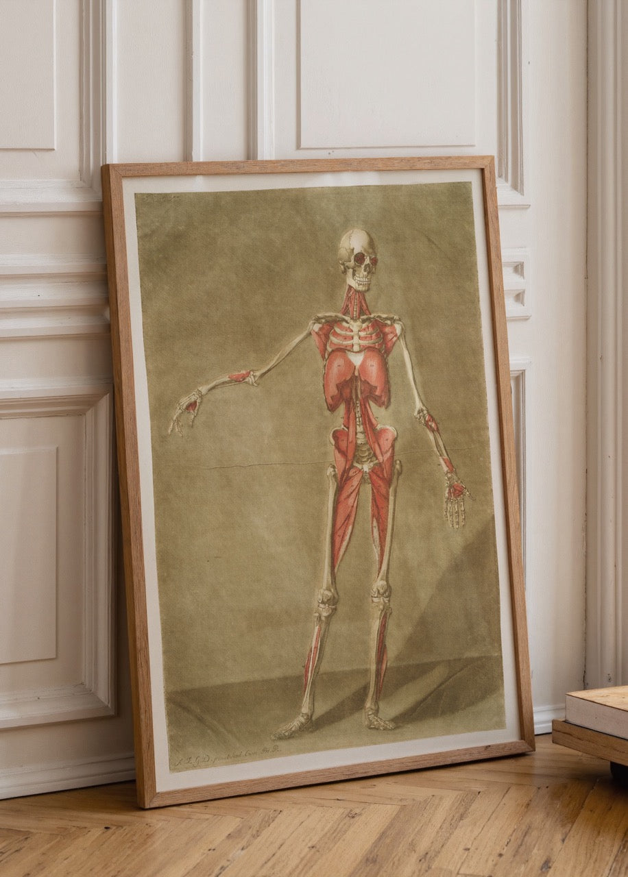 Vintage illustration of muscle anatomy, showcasing detailed musculature.