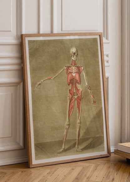 Vintage illustration of muscle anatomy, showcasing detailed musculature.