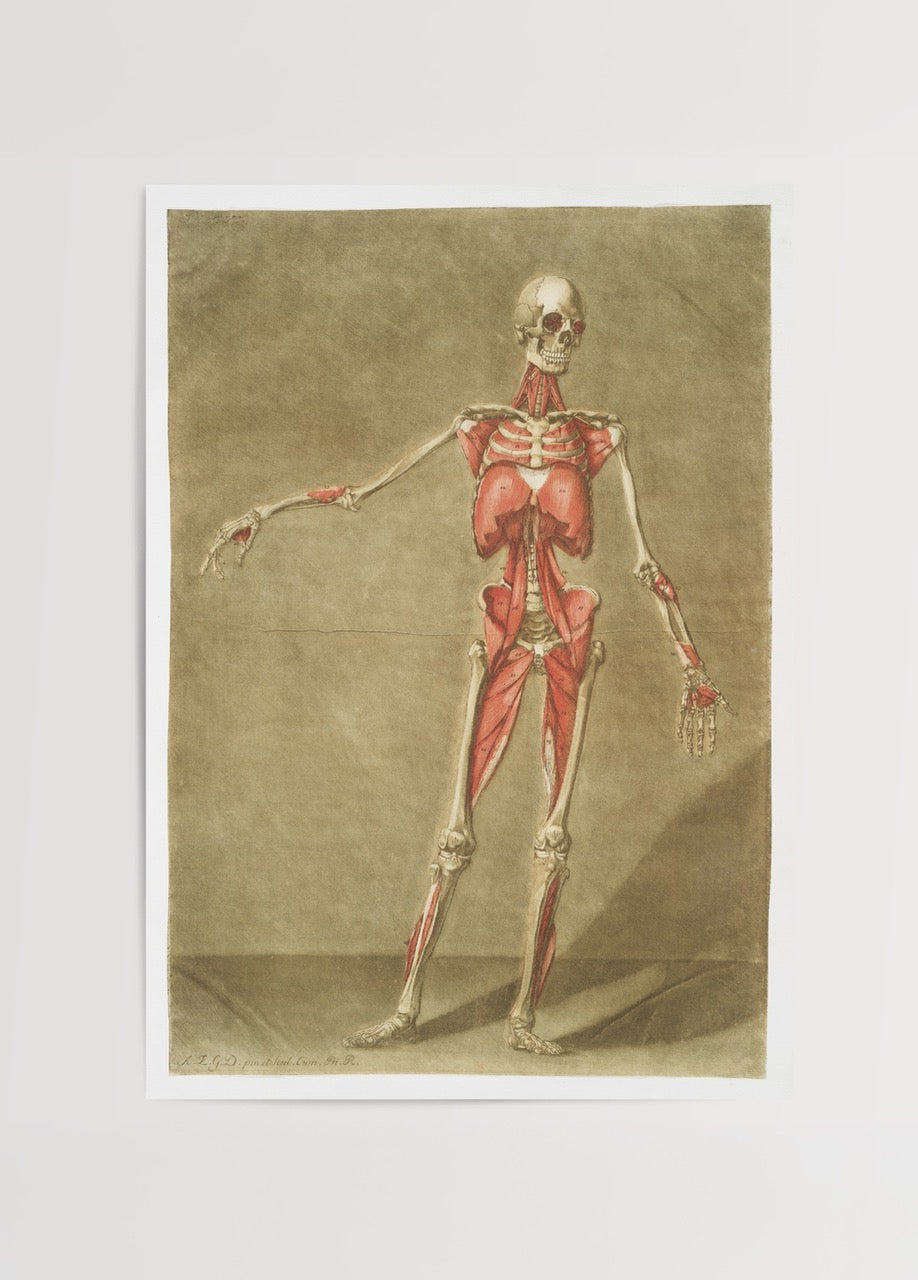 Vintage illustration of muscle anatomy, showcasing detailed musculature.