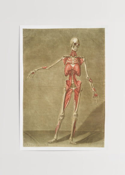 Vintage illustration of muscle anatomy, showcasing detailed musculature.