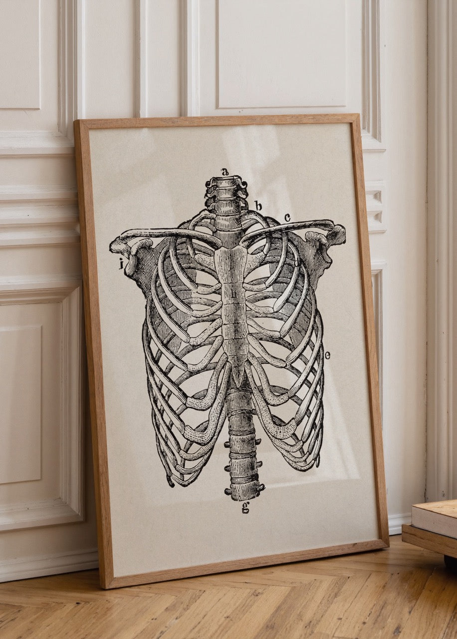 Vintage rib cage anatomy illustration wall art