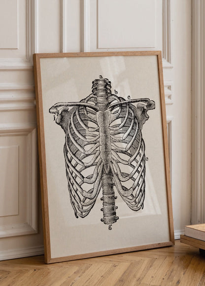 Vintage rib cage anatomy illustration wall art