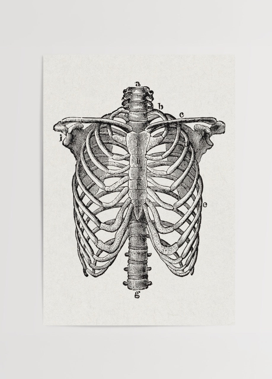 Vintage rib cage anatomy illustration wall art
