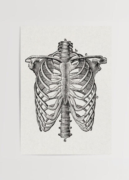 Vintage rib cage anatomy illustration wall art