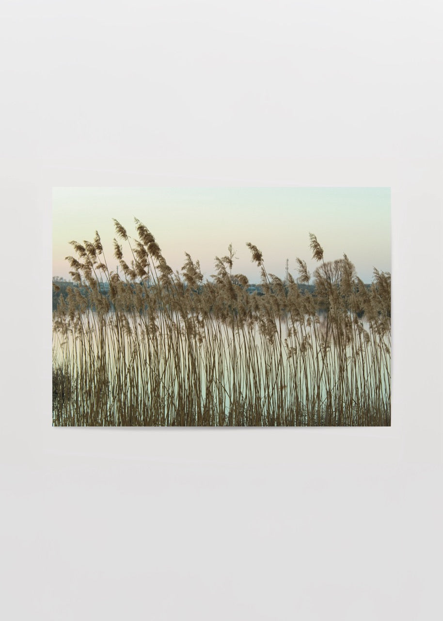 Photographic print of reeds by a tranquil lake in Białystok.